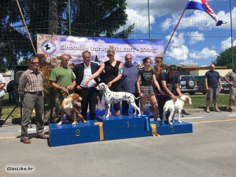 Specijalna izložba pasa, CAC Gospić 2017.
