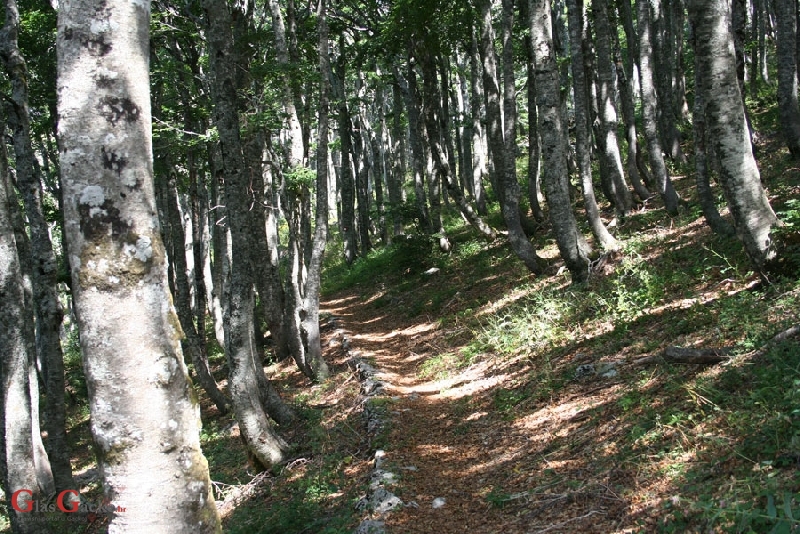 Bukove šume na popisu svjetske baštine UNESCO-a Bukove šume na popisu svjetske baštine UNESCO-a