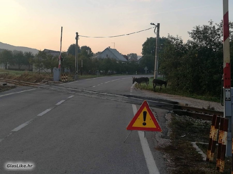 I magarci na pružnom prijelazu