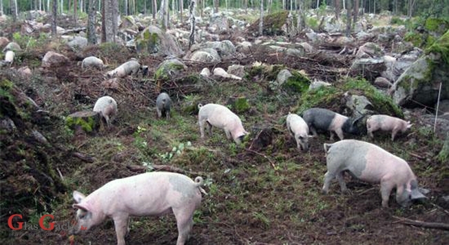 O tehnikama uzgoja u poljoprivredi - OK-Net Arable O tehnikama uzgoja u poljoprivredi - OK-Net Arable