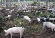 O tehnikama uzgoja u poljoprivredi - OK-Net Arable O tehnikama uzgoja u poljoprivredi - OK-Net Arable