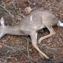 Ustrijelilo srnu, ukralo alat ...