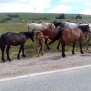 I tuku se, i svađaju, i viču, a o životinjama da se i ne govori