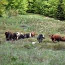Krave na velebitskima pašnjacima