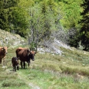 Krave na velebitskima pašnjacima
