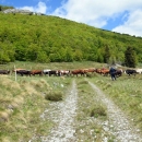 Krave na velebitskima pašnjacima