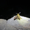 Noć leptira - na Plitvičkim jezerima