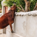 Jedno kazneno, sedam prometnih, dva narušavanja ...