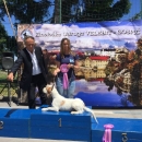 Specijalna izložba pasa, CAC Gospić 2017.