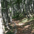 Bukove šume na popisu svjetske baštine UNESCO-a