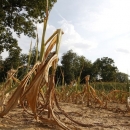 Župan proglasio elementarne nepogode suša za Brinje i Gospić 