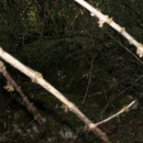 Gacke mlinice: Malcetina malenica (6)
