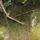 Gacke mlinice: Malcetina malenica (6)