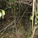 Gacke mlinice: Malcetina malenica (6)