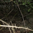 Gacke mlinice: Malcetina malenica (6)