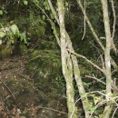 Gacke mlinice: Malcetina malenica (6)