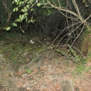 Gacke mlinice: Malcetina malenica (6)