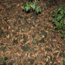 Gacke mlinice: Malcetina malenica (6)