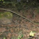 Gacke mlinice: Malcetina malenica (6)