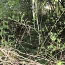 Gacke mlinice: Malcetina malenica (6)