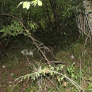 Gacke mlinice: Malcetina malenica (6)