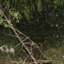Gacke mlinice: Malcetina malenica (6)