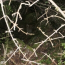 Gacke mlinice: Malcetina malenica (6)