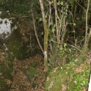 Gacke mlinice: Malcetina malenica (6)