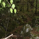Gacke mlinice: Malcetina malenica (6)