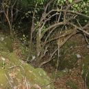 Gacke mlinice: Malcetina malenica (6)