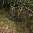 Gacke mlinice: Malcetina malenica (6)