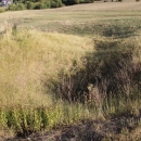 Gacke mlinice: Malcetina malenica (6)