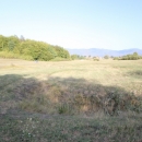 Gacke mlinice: Malcetina malenica (6)