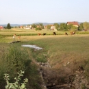 Gacke mlinice - Ivelićeva malenica (5)