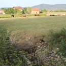 Gacke mlinice - Ivelićeva malenica (5)