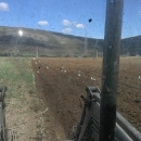 Stigle su rode u Hrvatsko Polje!