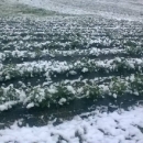 U Otočcu pada snijeg 