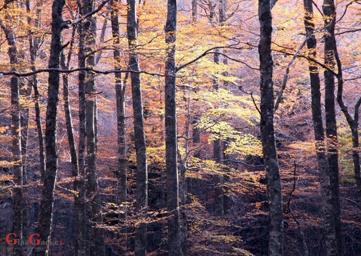 Produljen rok za zakup šumskog zemljišta