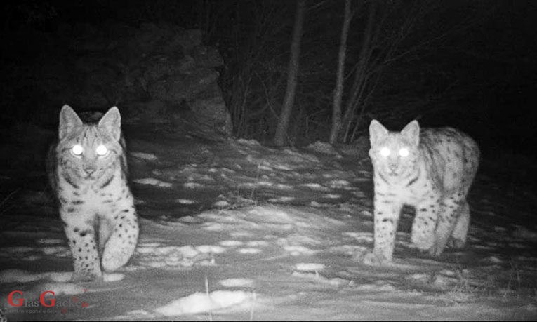 Dvije mace u šetnji Velebitom