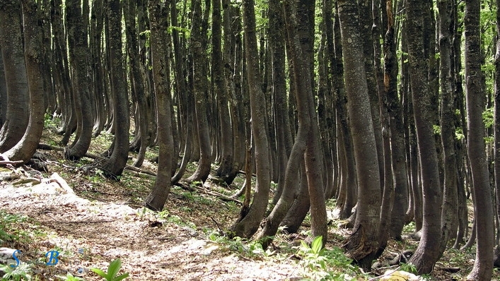 Velebitske šume - svjetska prirodna baština
