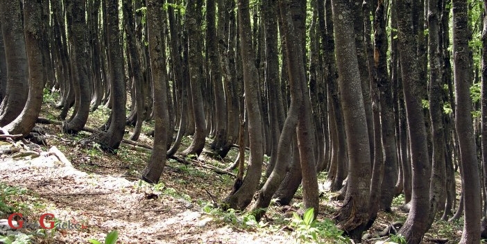 Dodjela UNESCO-vih povelja NP Paklenica i NP S. Velebit