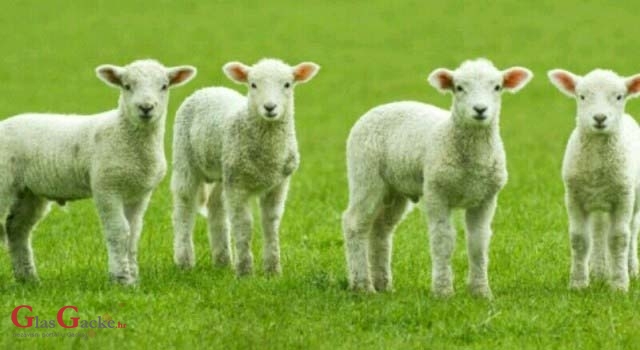 Ukralo janjce, prokleto im bilo