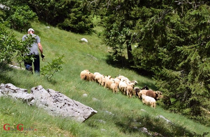 Kako ovce spašavaju Velebit