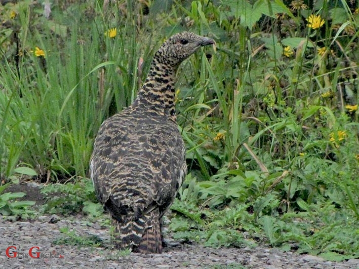 Ugledati tetrijeba je prava sreća Ugledati tetrijeba je prava sreća