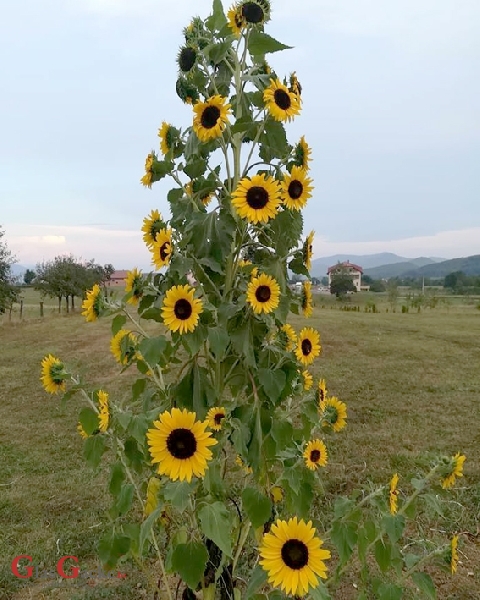 Nije suncokretima lako ovih dana, nije