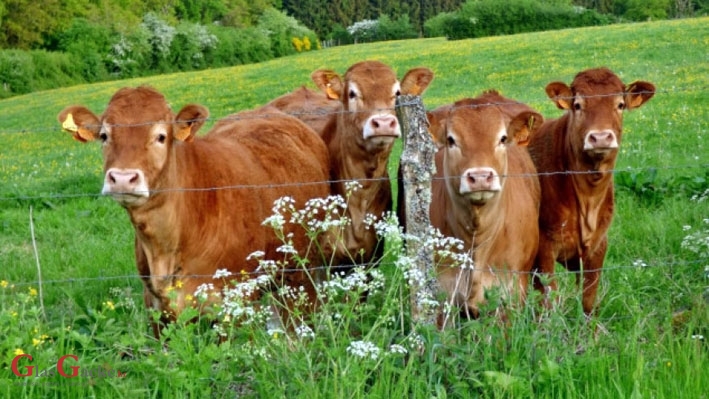 Potpore malima poljoprivrednim gospodarstvima