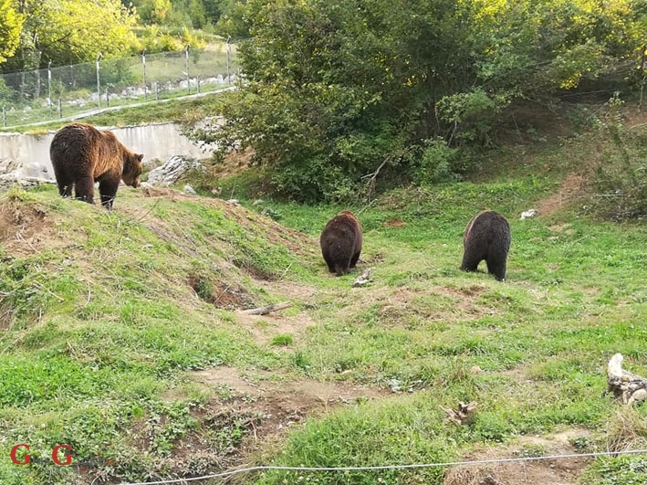 Medvjedići i sve oko njih