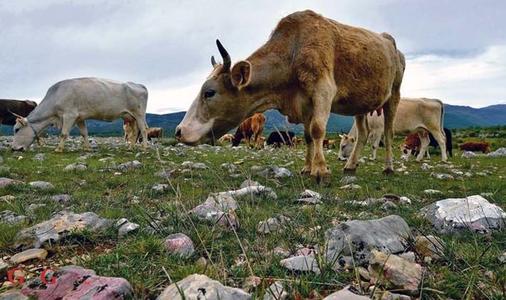 Poticaje primali a krave ni za lijek!