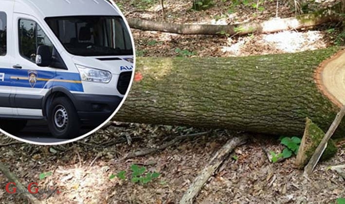 Opet dosta prometnih Opet dosta prometnih