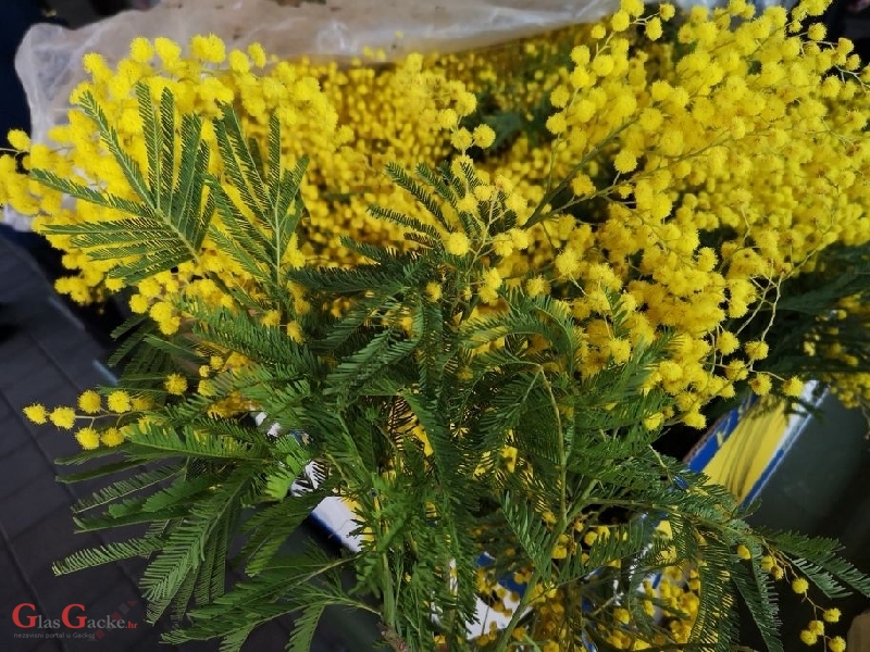 Ovogodišnje prve mimoze na otočkoj tržnici